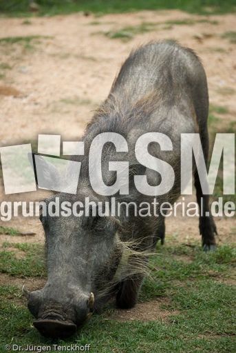 Warzenschwein (15 von 26).jpg